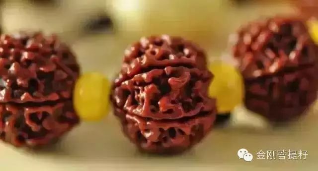 这么全的金刚菩提知识，到底该不该收藏呢！ - 中华文玩网 - 中华文玩网的博客
