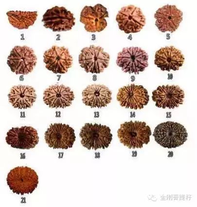 这么全的金刚菩提知识，到底该不该收藏呢！ - 中华文玩网 - 中华文玩网的博客