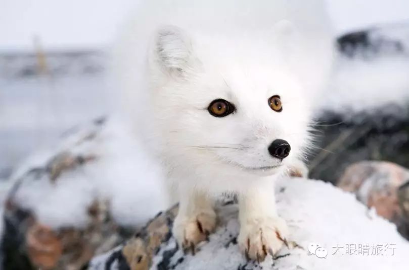 北极狐