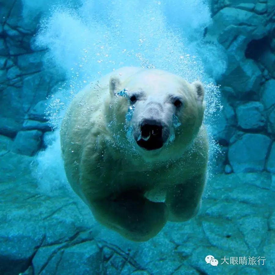 哈德逊湾北极熊