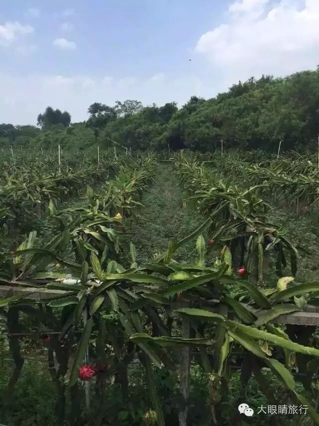 东莞鲤鱼洲