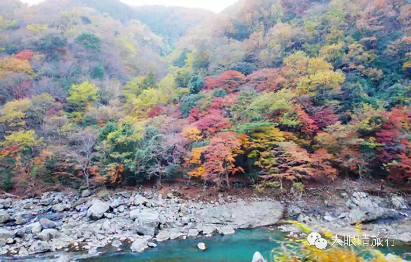 透明观景复古小火车 带你去京都岚山赏红叶 新闻中心 最新日本京都看红叶攻略 大眼睛旅行