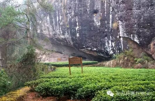 央视寻访东方丹霞 <wbr>揭秘高端武夷岩茶