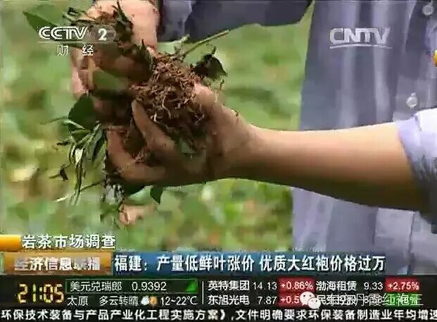 央视寻访东方丹霞 <wbr>揭秘高端武夷岩茶