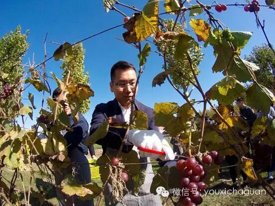 胜利游戏与爱奇艺达成深度战略合作 共推影游产品深度发行