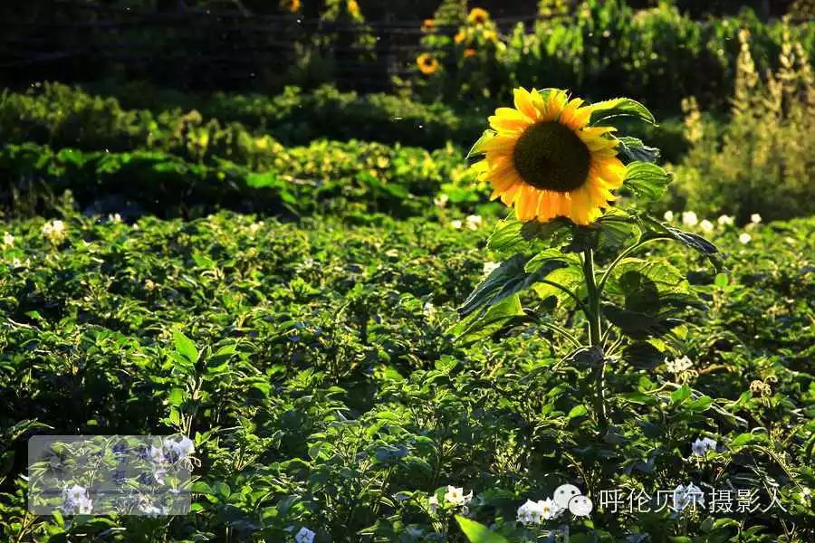 大美呼伦贝尔草原风光休闲摄影8日游(7月19日报到) - 宁静枫林 - 呼伦贝尔长城摄影旅游俱乐部 大美呼伦贝尔草原风光休闲摄影8日游(7月19日报到) - 宁静枫林 - 呼伦贝尔长城摄影旅游俱乐部