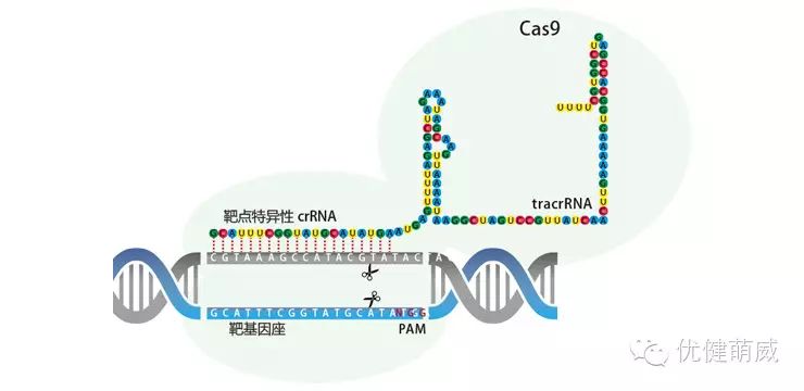 GeneArt® CRISPR 核酸酶载体试剂盒