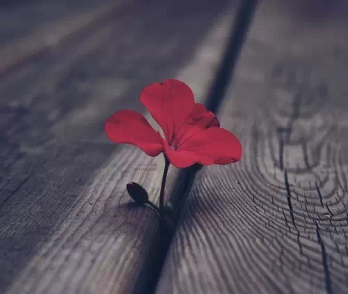 王阳明：此心不动，随机而动