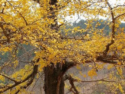 北京秋天银杏观赏地