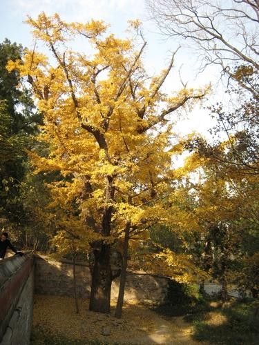 北京秋天银杏观赏地