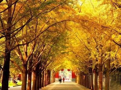 北京秋天银杏观赏地