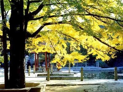 北京秋天银杏观赏地