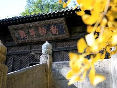北京秋天银杏观赏地