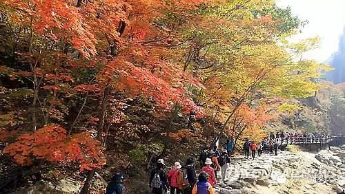 秋“枫”季节：加拿大太远，何不去韩国赏枫？