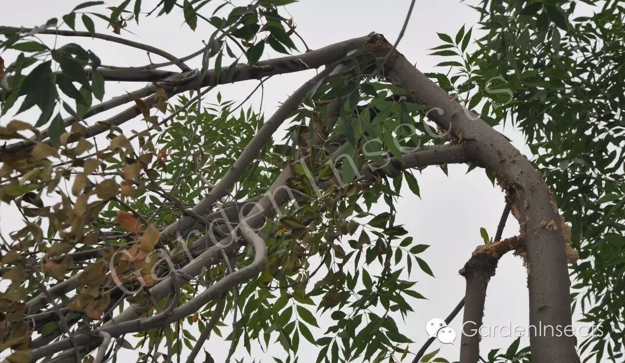 钻蛀害虫——小线角木蠹蛾