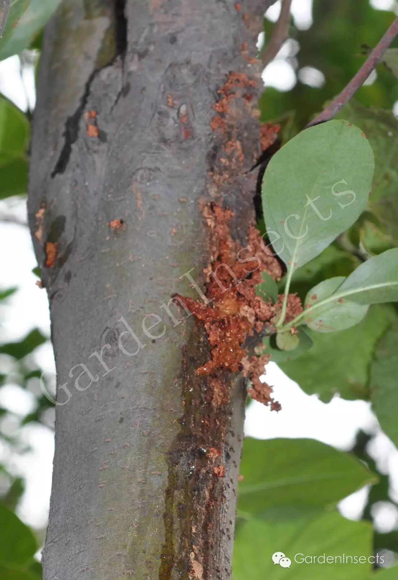 钻蛀害虫——小线角木蠹蛾