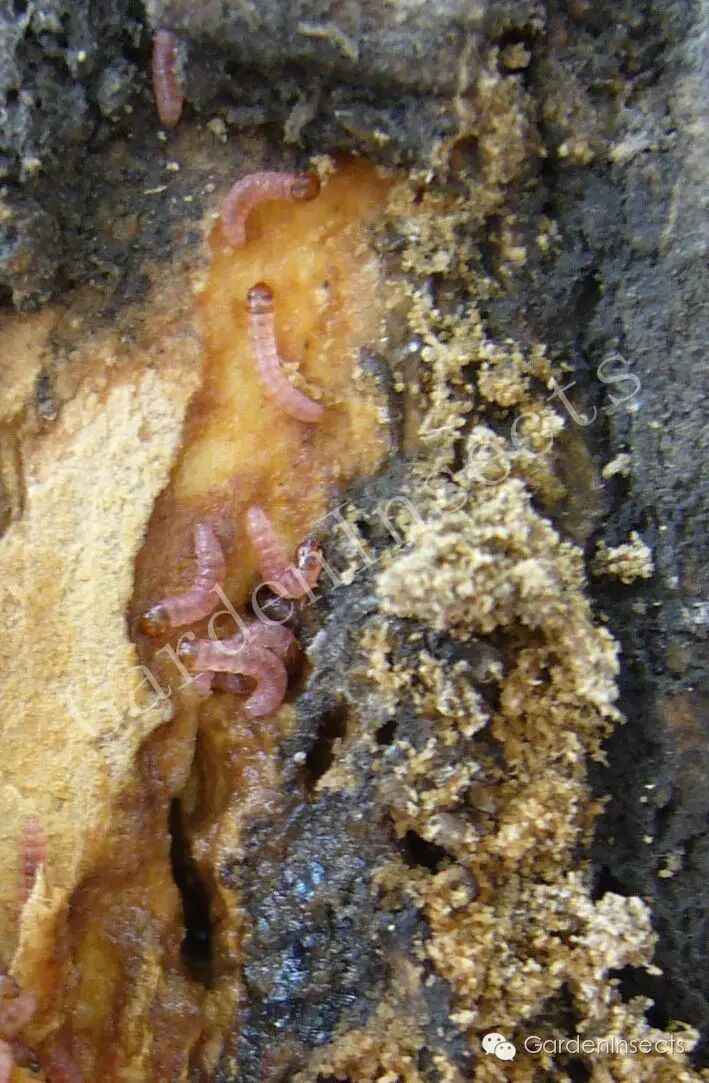 钻蛀害虫——小线角木蠹蛾