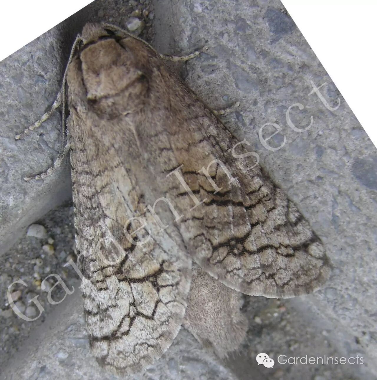 钻蛀害虫——小线角木蠹蛾