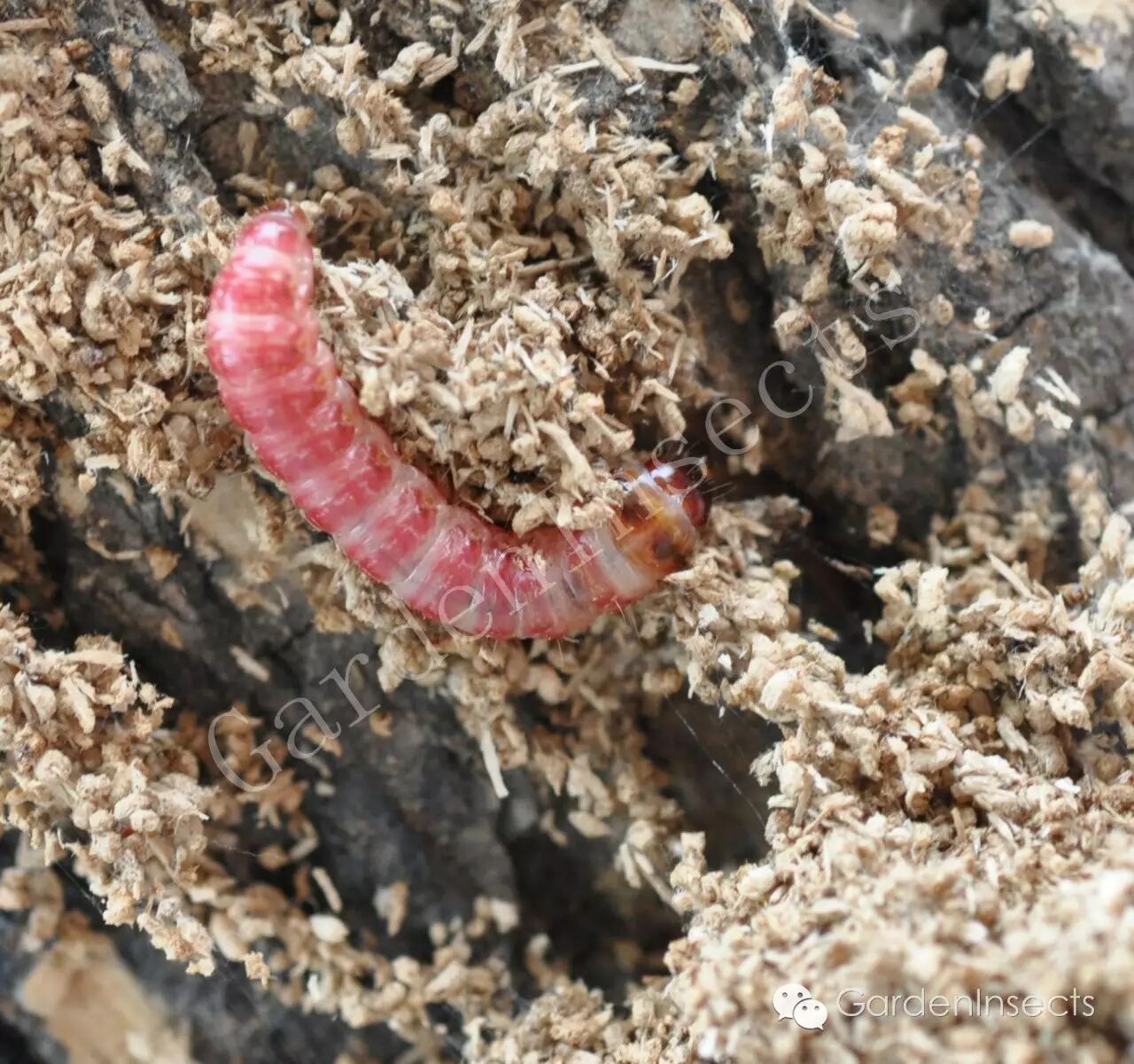 钻蛀害虫——小线角木蠹蛾