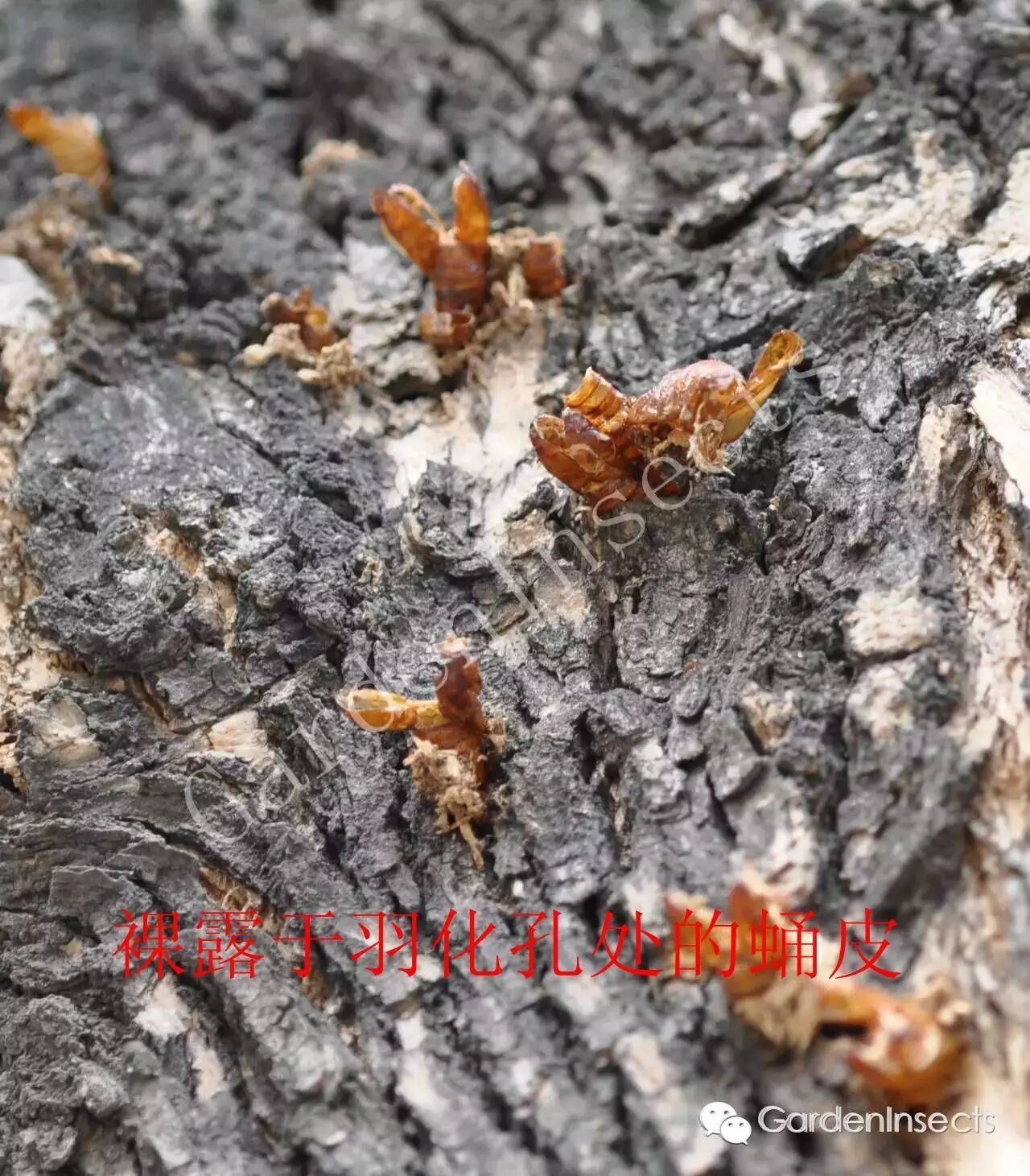 钻蛀害虫——小线角木蠹蛾