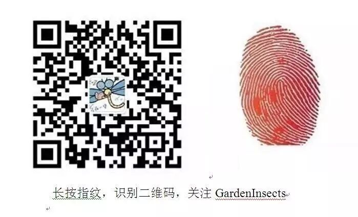 钻蛀害虫——小线角木蠹蛾