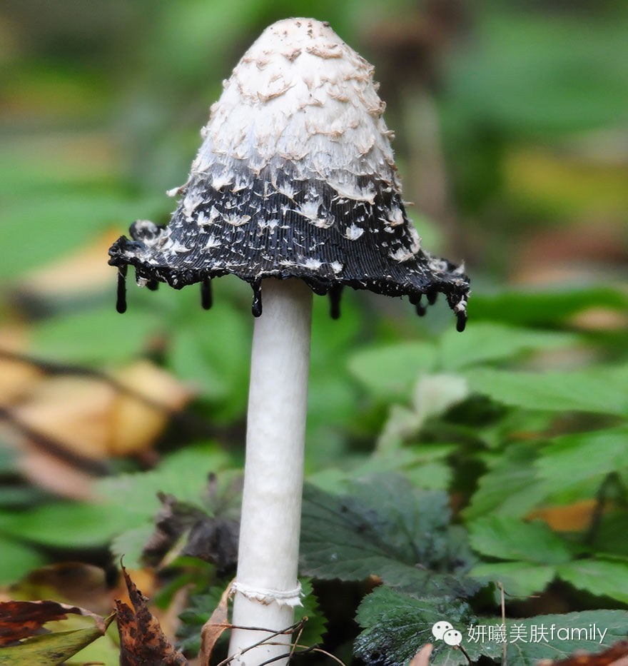 [转载]不寻常的美艳动人：怎么舍得下手？