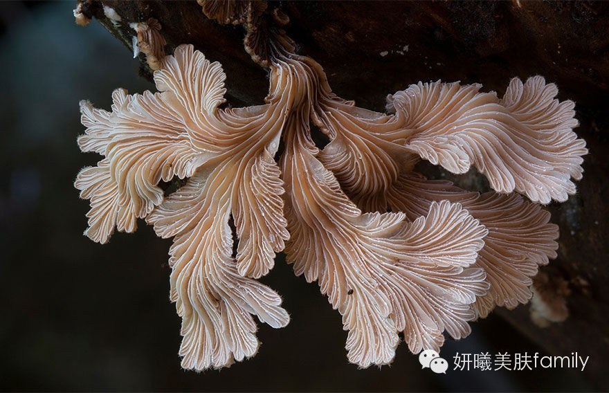 [转载]不寻常的美艳动人：怎么舍得下手？