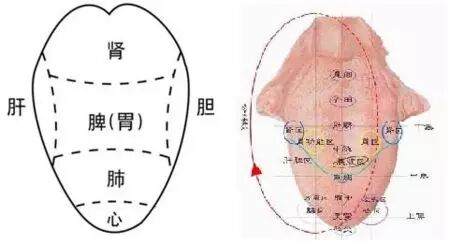 舌诊太奇妙 您怎能不了解 无师自通学舌诊 健康知识 孔医堂 京城四大名医孔伯华医馆传承机构 国内领先的中医健康服务企业