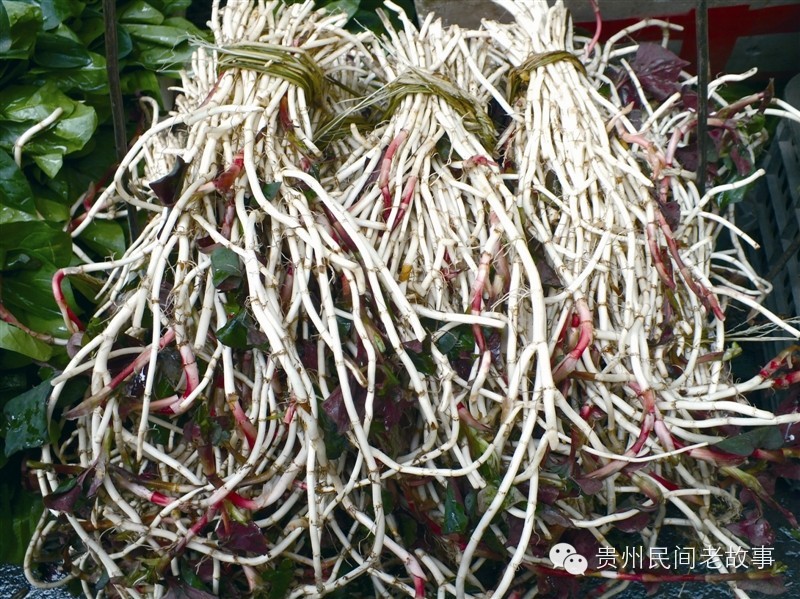 走，到山上挖野生折耳根去