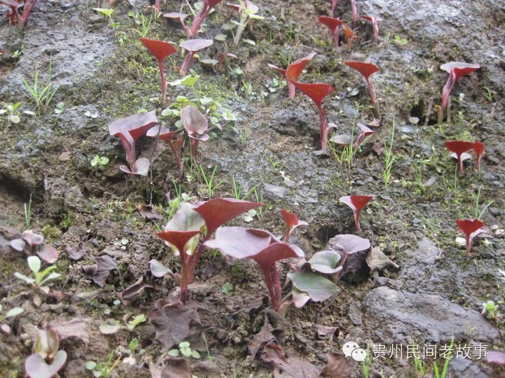走,到山上挖野生折耳根去 走,到山上挖野生折耳根去
