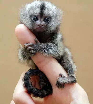 拇指猴:世界上最小的猴子