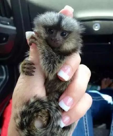 拇指猴:世界上最小的猴子