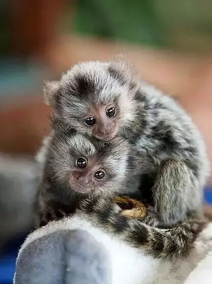 拇指猴:世界上最小的猴子