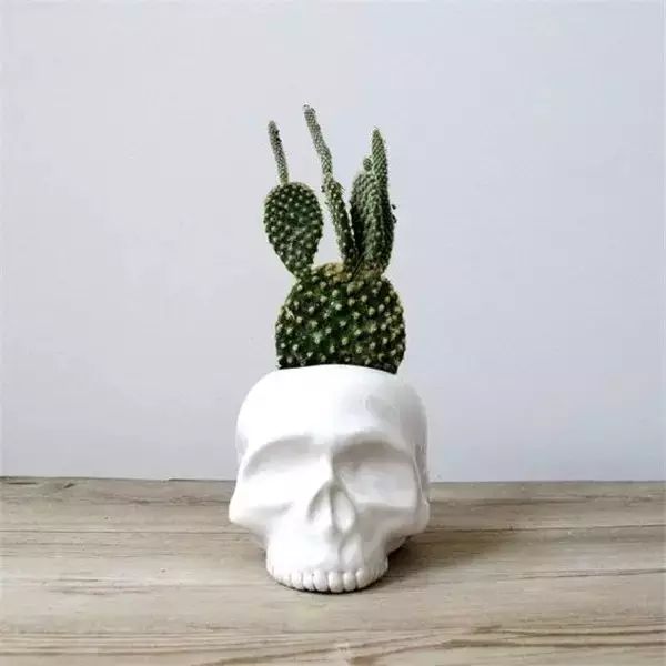 骷髏植物.jpg