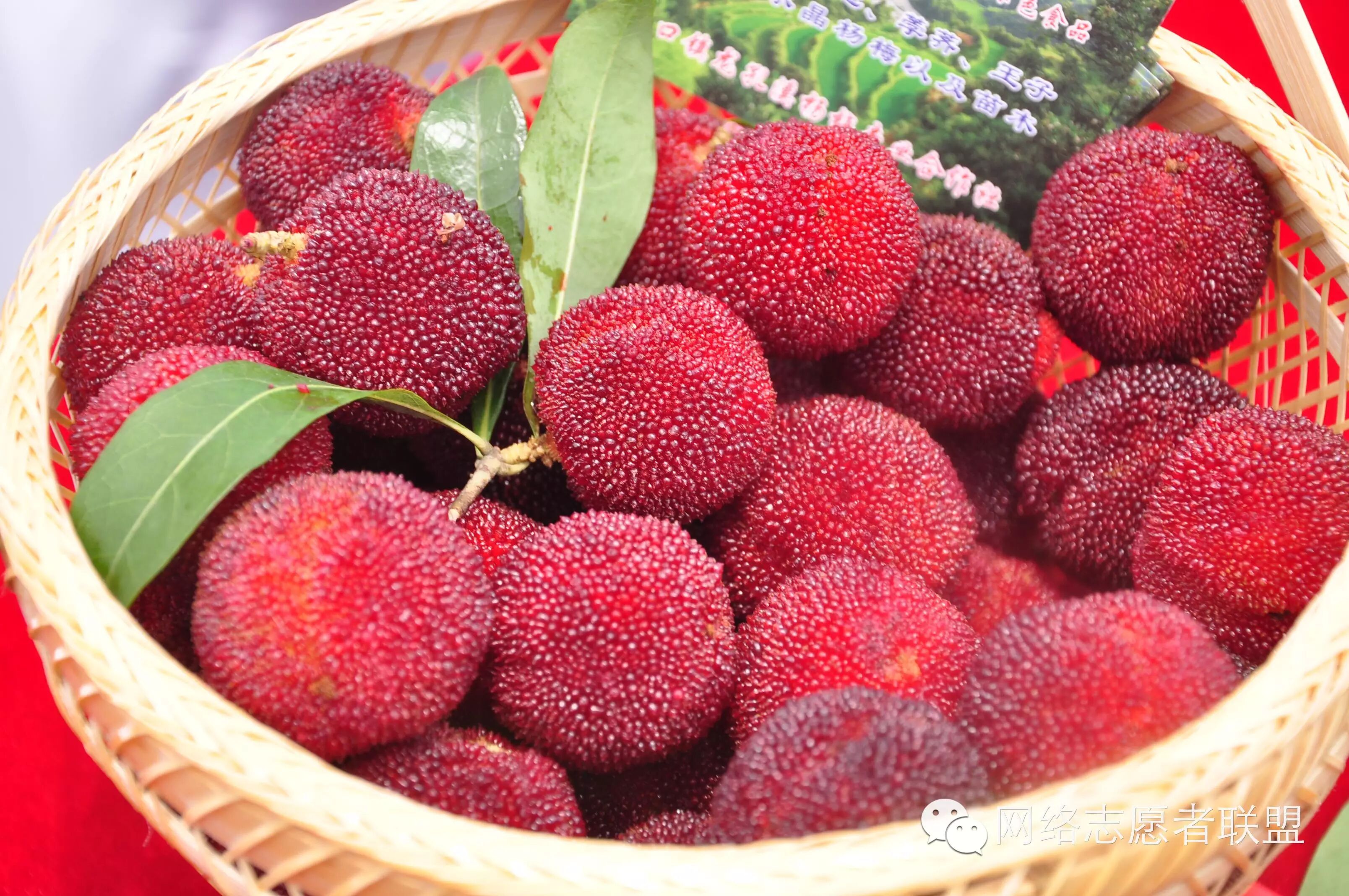 袁隆平携夫人助阵2015中国·洪江托口杨梅节开幕式