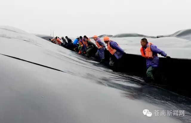 气势恢宏！500工人在龙港新城海涂上铺设PVC真空膜