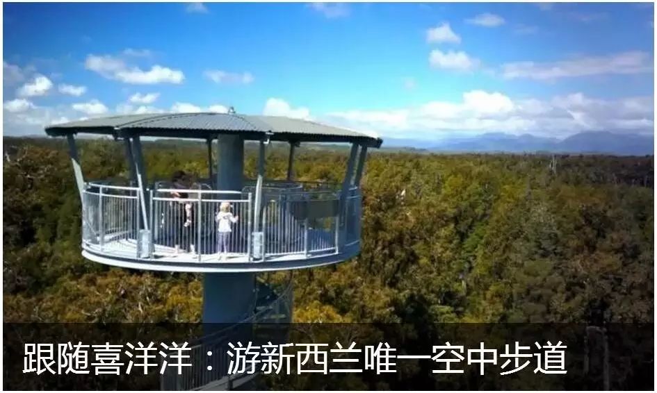 西海岸树顶步道,West Coast Treetop Walkway,新西兰唯一的树顶步道