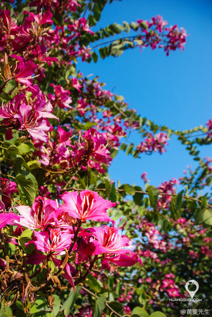 福州冬季去哪玩 福州去哪赏花 福州旅游网 福州旅行社 福建签证中心 享游网 Com 福州旅游网