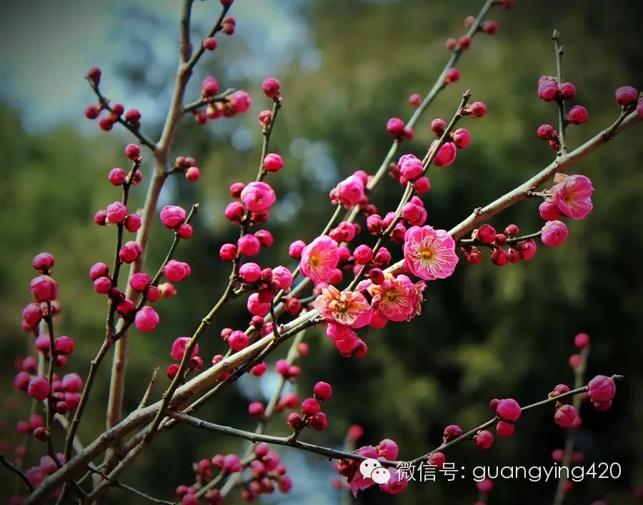 梅花山的梅花