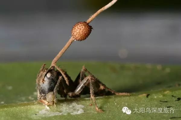 真菌长在蚂蚁上 的现象好比冬虫夏草 太阳鸟深度旅行 新浪博客