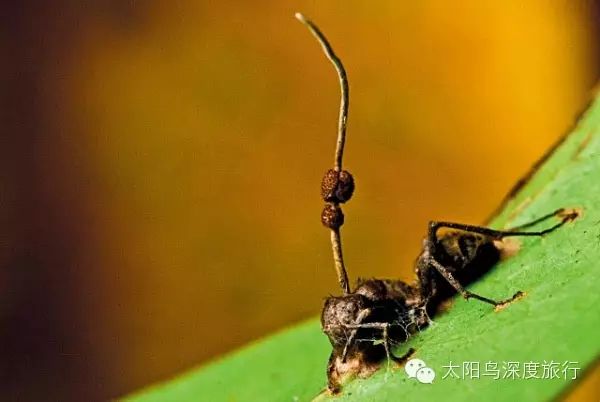 真菌长在蚂蚁上 的现象好比冬虫夏草 太阳鸟深度旅行 新浪博客