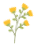 _ͽ