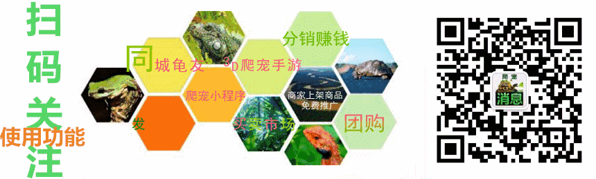 白豹龟是一种什么样的动物呢 原来它是豹纹陆龟 我们不一样 的体色 自由微信 Freewechat