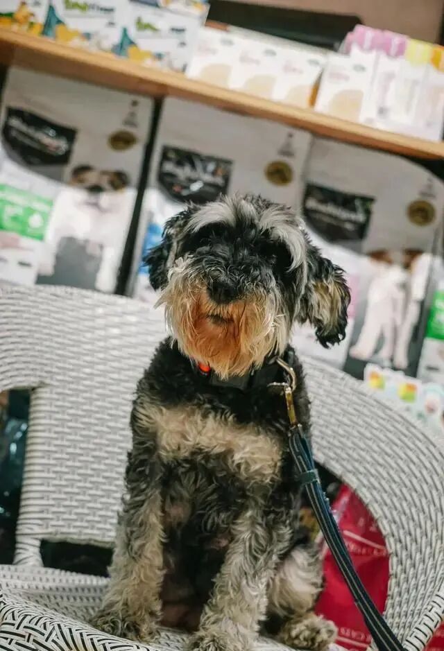 铲屎官不忍狗被特价甩卖带回家，12年朝夕相伴终离别，一路走好