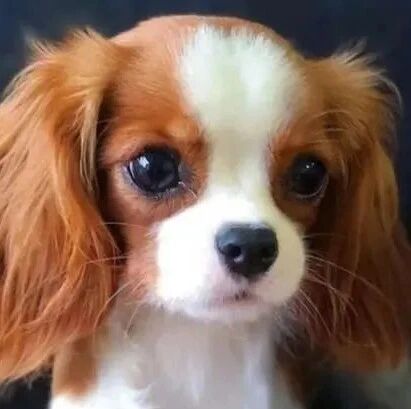 小狗逆生长，看似只有4个月大，真实年龄让人惊讶