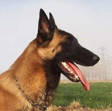 洗牙、采耳、按摩全身服务开始，狗：鸭兄，整套下来花不少钱吧