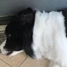 边境牧羊犬剃完毛，“生出11只宝宝”！网友笑翻：认养一只谢谢