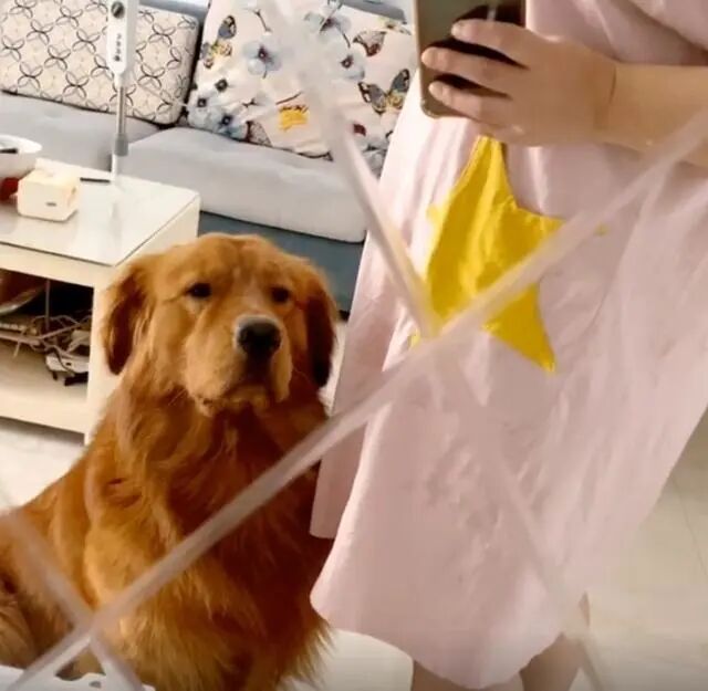 暖化了！主人怀孕后要出门，狗狗超紧张，它担忧主人的表情太可爱