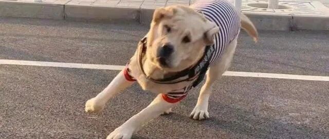 主人把狗子交给爸妈，狗子被遛到求饶，再也无力拆家！