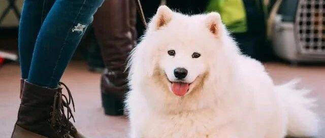 萨摩生了一窝黑色小狗，主人：我以为它们只是普通朋友！